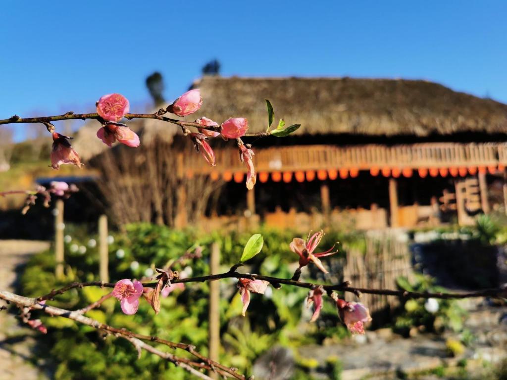 een boom met roze bloemen voor een gebouw bij Lagom Bắc Hà Farmstay in Lao Cai