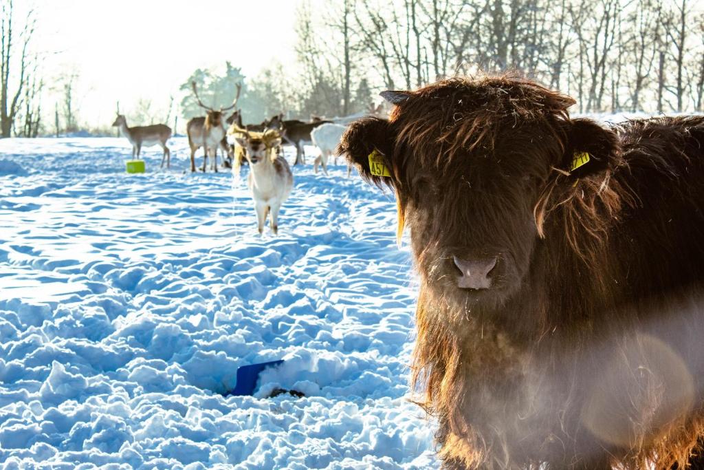 a cow standing in the snow with deer in the background at Ranczo Zwierzyniec Noclegi in Jordanów