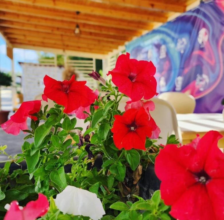 Zahrada ubytování Kompleksi CFN ALBANIA