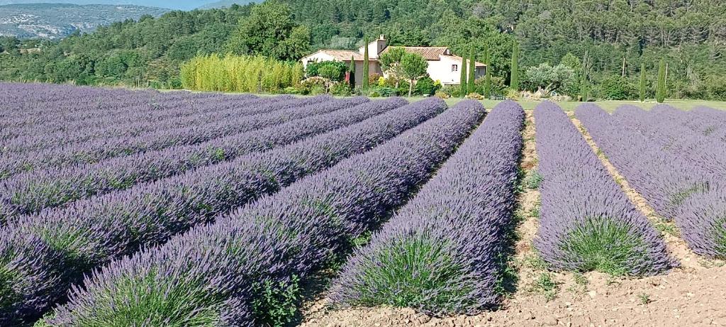 マロセーヌにあるMas de Longuefeuilleの家屋を背景に広大な紫色のラベンダー畑