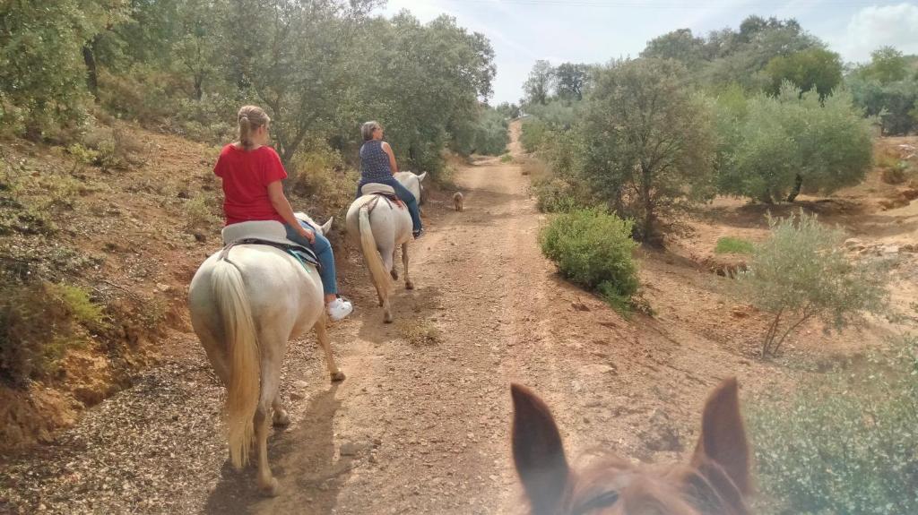 Zvieratá v apartmáne alebo blízkom okolí