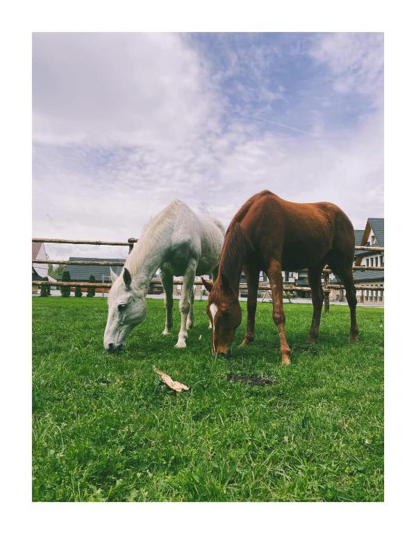 Leśny Zakątek - 15