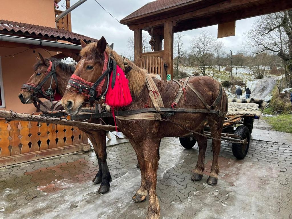 Due cavalli marroni che tirano un carretto davanti a una casa di Pensiunea Teodora Breb Maramu a Breb