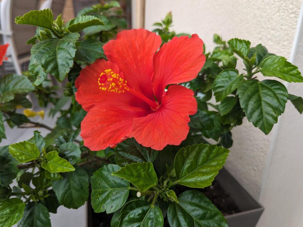 a red flower in a vase next to a plant at Guestroom Arbigny-sous-Varennes, 2 pièces, 4 personnes - FR-1-611-72 