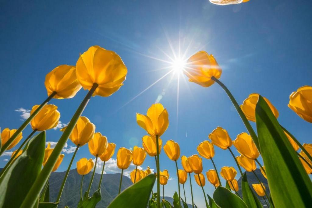 um campo de flores amarelas com o sol no céu em Berlioz Garden - Jardin,Free Parking,AC,Wifi em Antibes