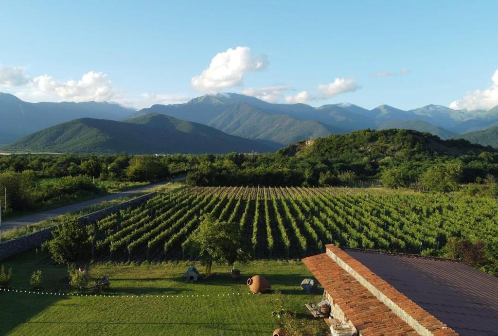 克瓦雷利的住宿－Chubini Winery & Cabins，享有葡萄园的景色,后方是群山