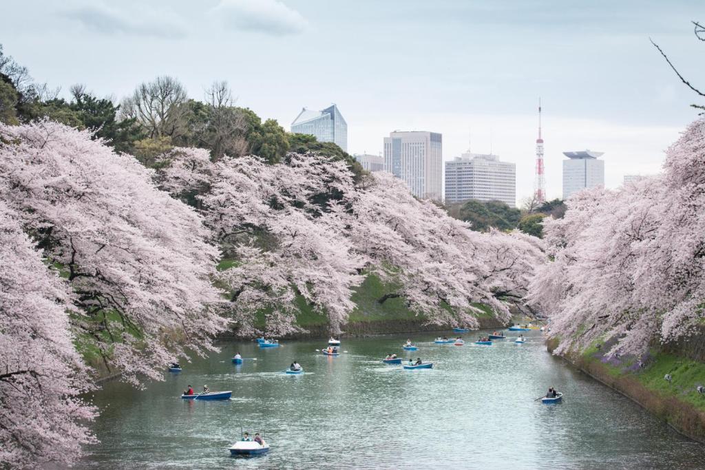 a group of people kayaking down a river with cherry trees at Shangri-La Tokyo in Tokyo