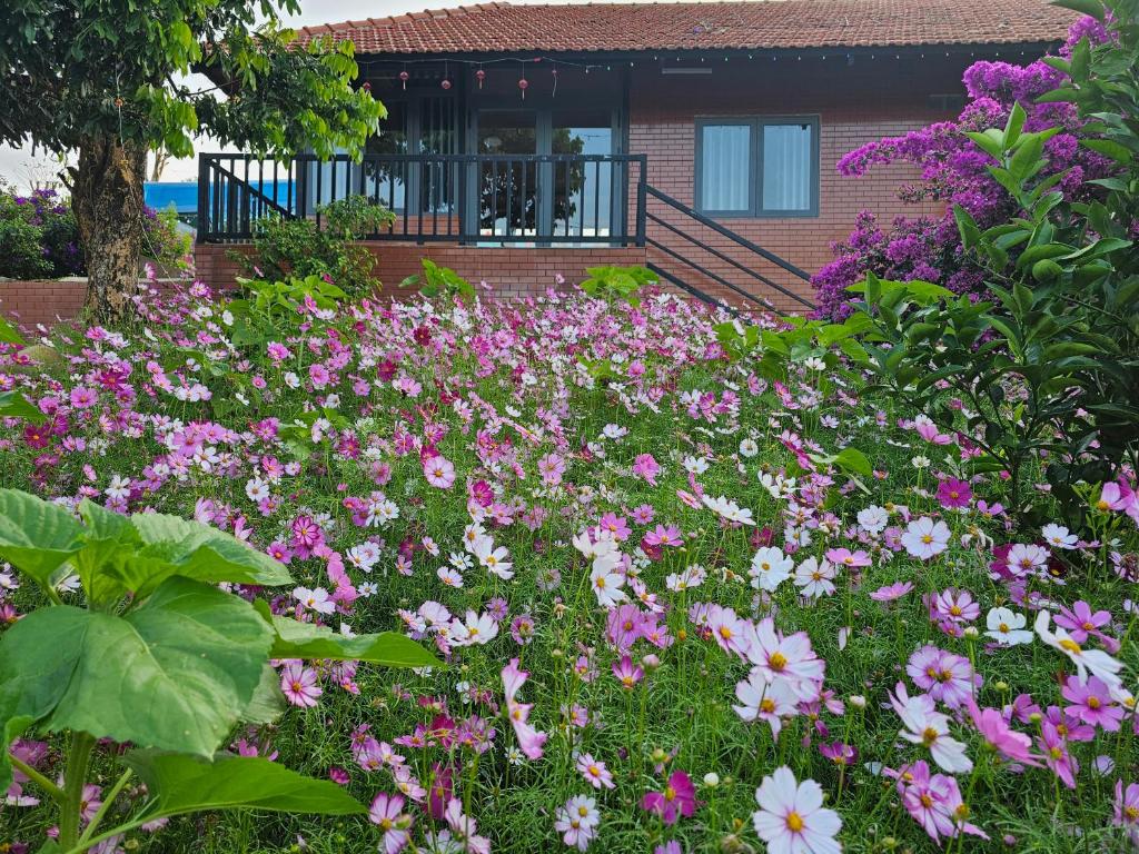 ein Blumenfeld vor einem Haus in der Unterkunft Khu Du lịch Nông trại Hải Đăng trên núi in Gia Nghĩa