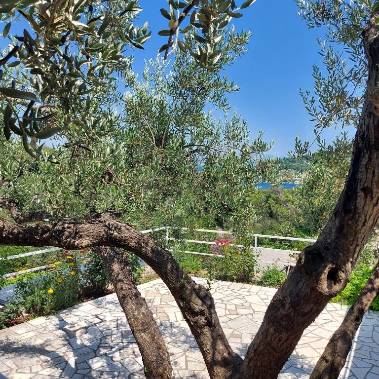 a branch of a tree in a garden at Villa Šolta in Rogač