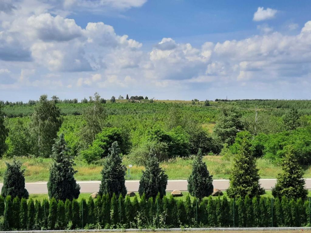 a view of a garden with trees and a road at Seenlandoase Reppist in Senftenberg