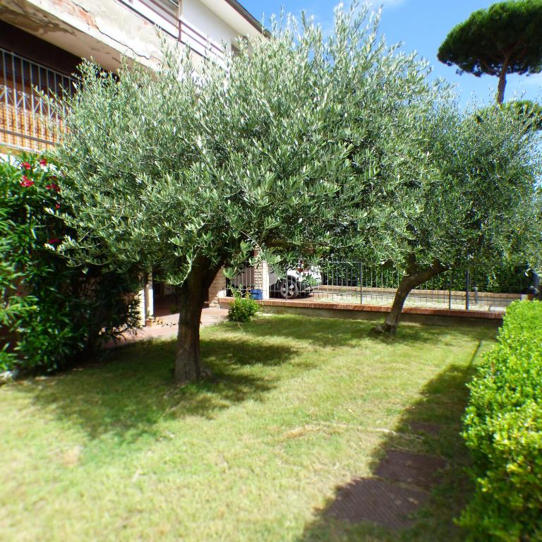 two trees in a yard next to a building at Girasoli in Pisa