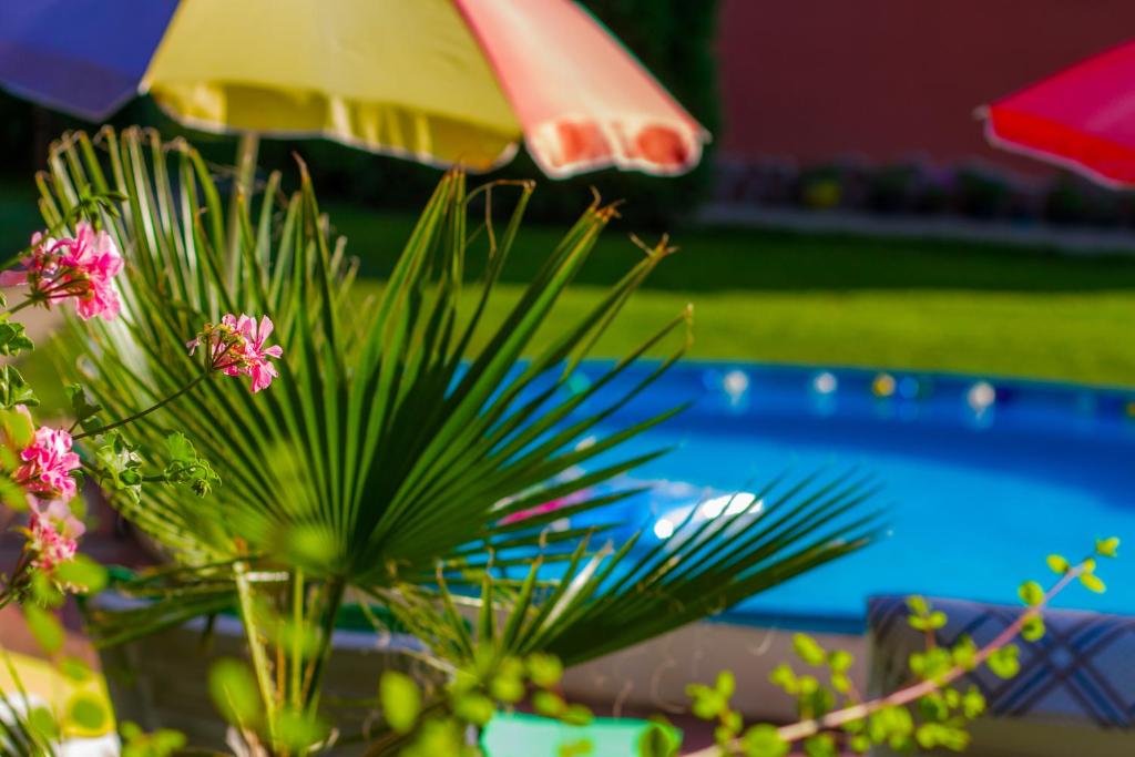 uma planta com flores cor-de-rosa em frente a uma piscina em Vila Livadeto em Troyan