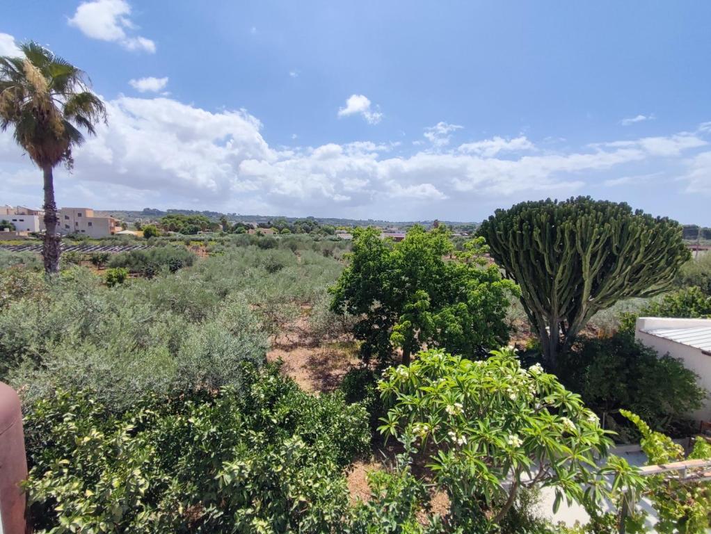 a view of a field with trees and bushes at l'Araucaria casa vacanze in Marsala