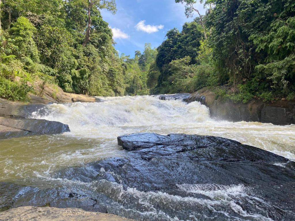 The Rainforest Hideaway - 17