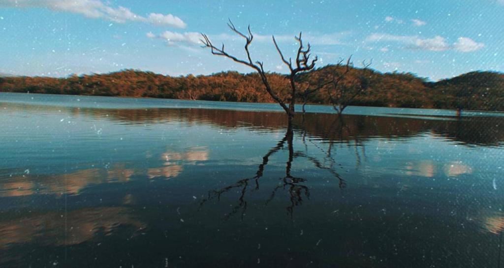 a tree sitting in the middle of a lake at Rancho Goiano in Minaçu