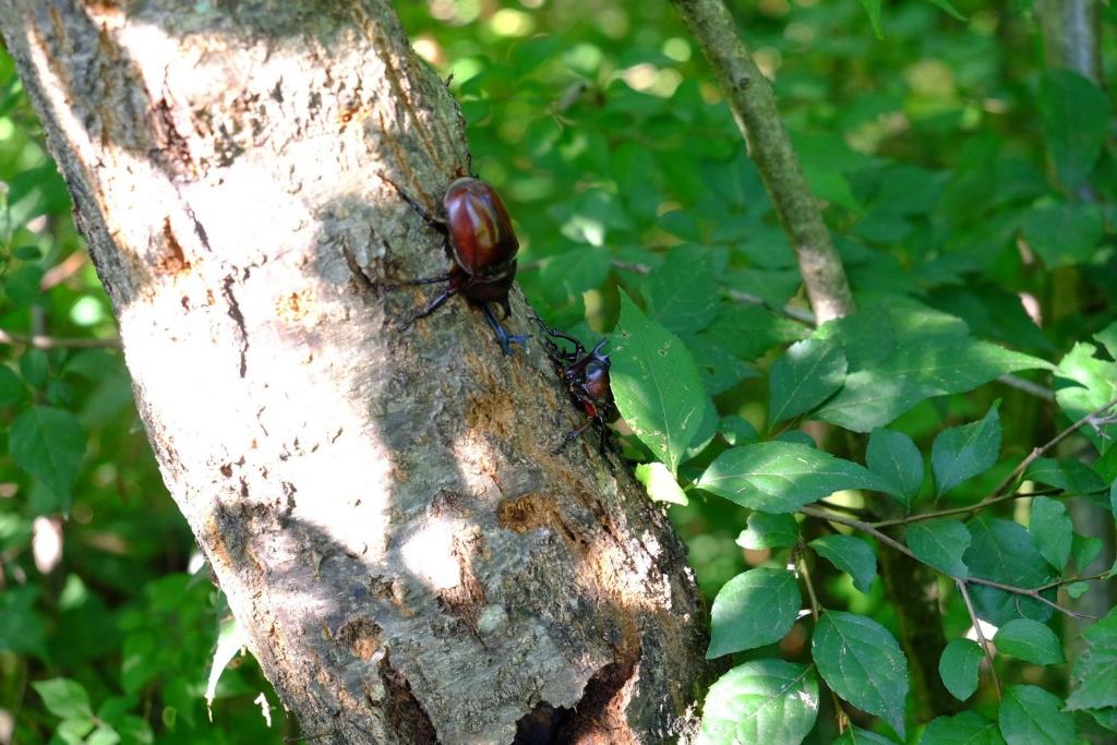 Foto sihtkohas Matsukawa asuva majutusasutuse ワールドカリーの館　すぱいすろーど galeriist
