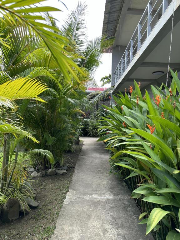 Zahrada ubytování Ginger Sihanoukville