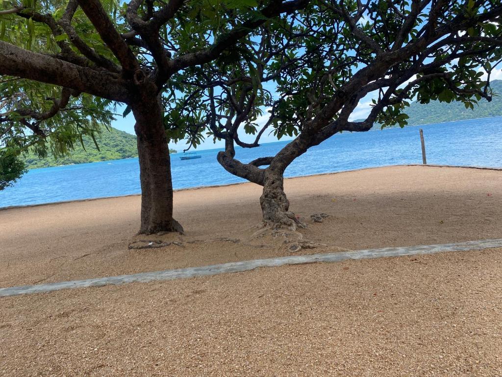 two trees on a sandy beach next to the water at Capricorn Lake Cottage in Cape Maclear
