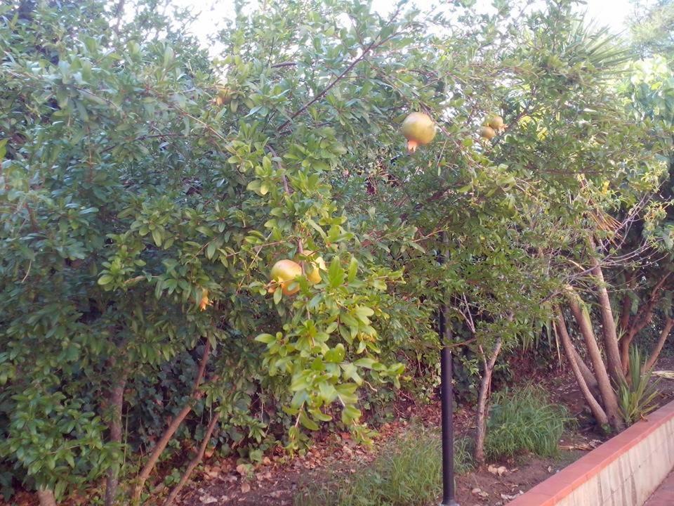 A garden outside B&B Pian del Lago