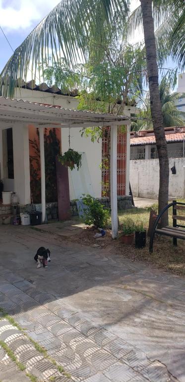 納塔爾的住宿－Angel Studio - day use da beleza e saúde - Spa，一只黑白猫站在房子前面