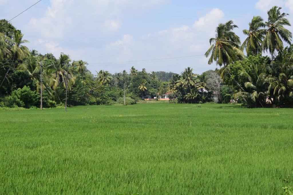 a field of green grass with palm trees in the background at Piyo Vida Guesthouse in Ahangama