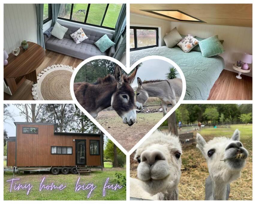 a collage of four pictures of animals and a house at Tiny Home + Donkeys + Alpacas in Tamborine