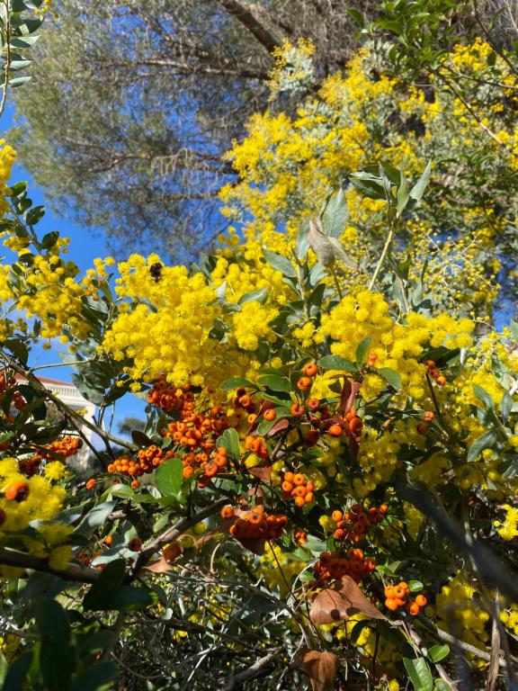 Une bande de fleurs jaunes sur un arbre dans l'établissement St Raphaël piscine wifi, commerces et mer à pieds, à Saint-Raphaël