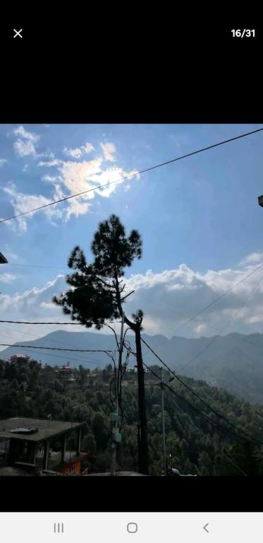 a tree sitting on top of a hill with a view at Wonder Homes in Shimla