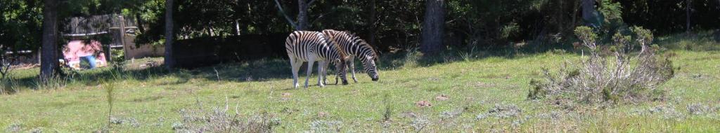 a zebra grazing in the grass in a field at Wild Paradise Cottages in Lorraine