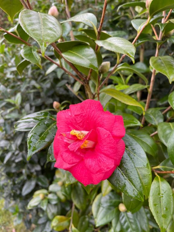a red flower on a bush with green leaves at LE CAMELIA in Saint-Viâtre