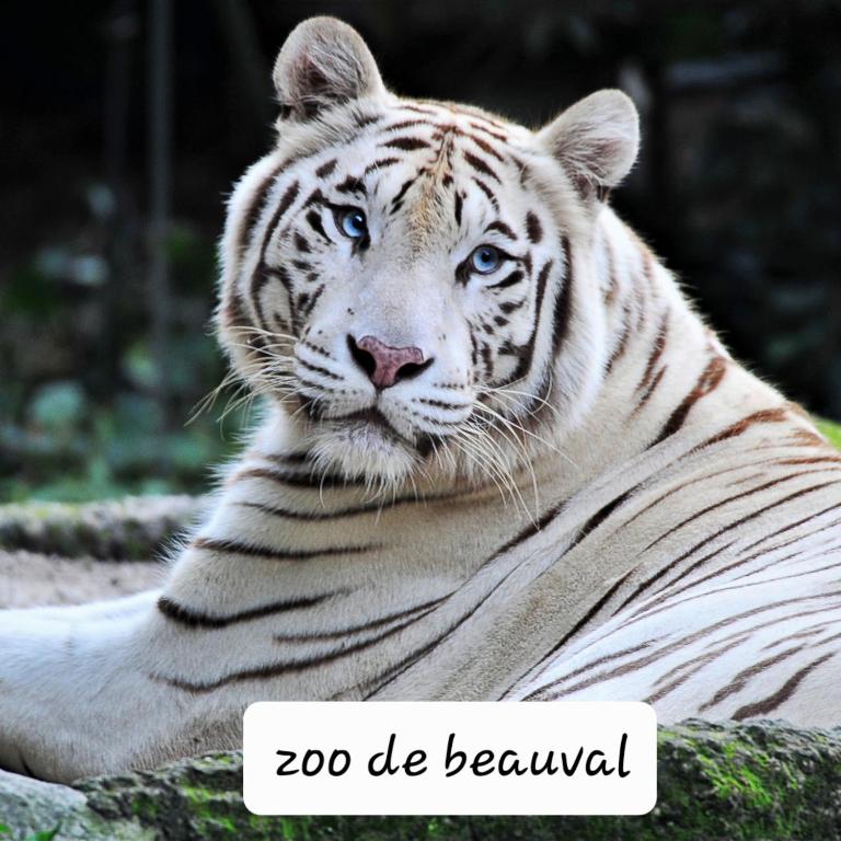 un tigre blanc posé sur le sol dans l'établissement Gite de la Belle Vie, à Noyers-sur-Cher