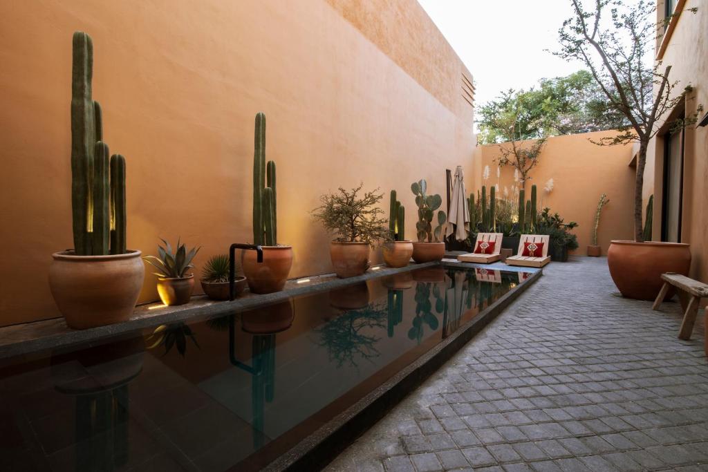 a pool of water with cactuses and potted plants at Macondo Arte Oaxaca in Oaxaca City