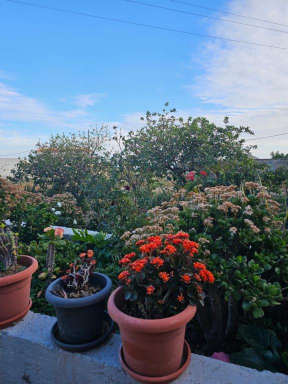 Κήπος έξω από το Eterna Primavera Fayna