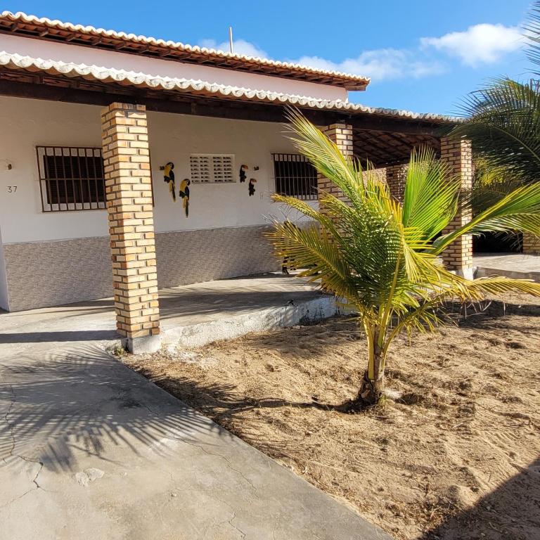 a palm tree in front of a house at Casa em Tibau RN in Tibau