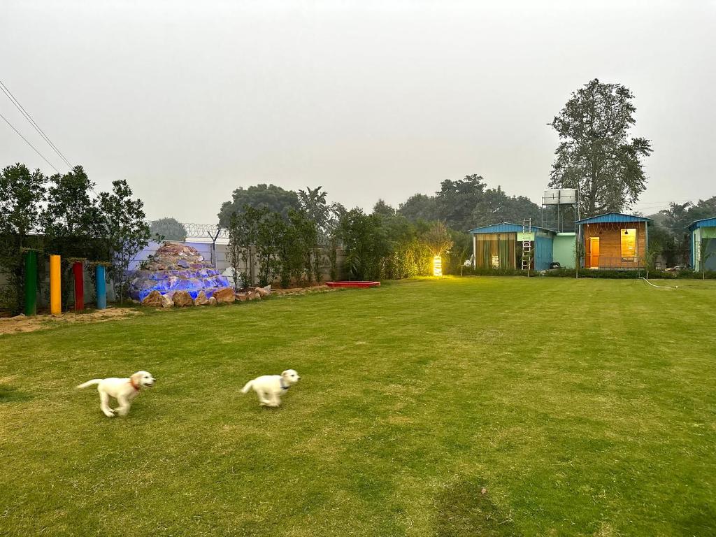 古爾岡的住宿－Farm with 5 huts, heated pool and bonfire，两只白狗在草地上跑
