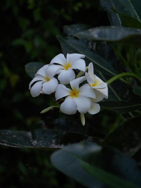 The Canopy Krabi - Resim 23