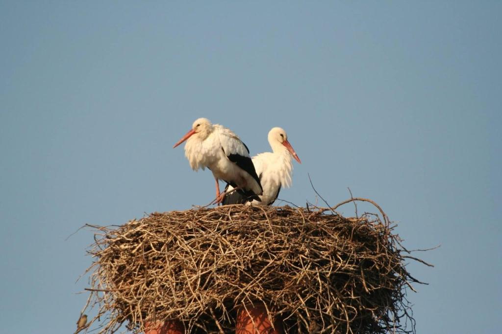 two birds sitting on top of a nest at Le Nid in Éclaron