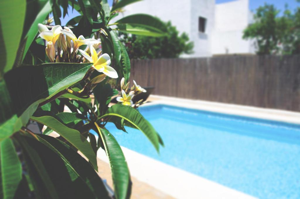 una planta con flores amarillas junto a una piscina en Casa Marlene, en Rodalquilar