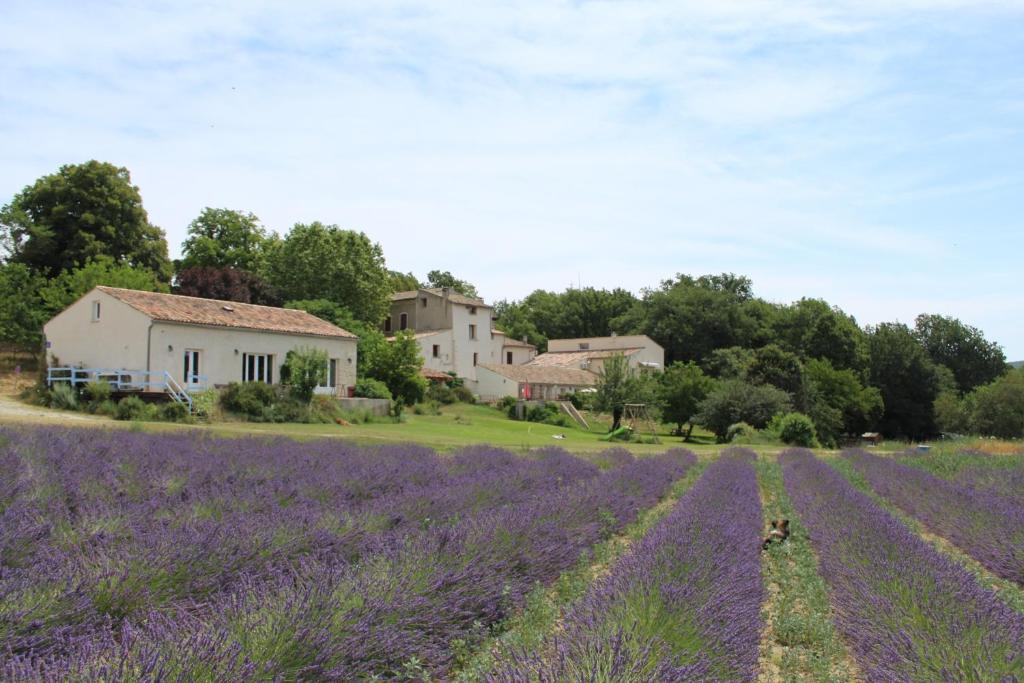 un champ de lavande avec une maison en arrière-plan dans l'établissement Les Ânes de Forcalquier, à Forcalquier