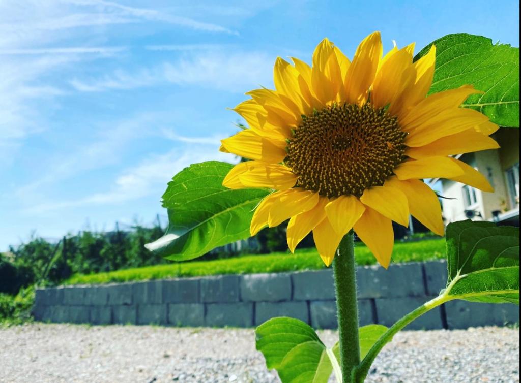 a yellow sunflower in front of a brick wall at Friedrichshafen im Grünen genießen in Friedrichshafen