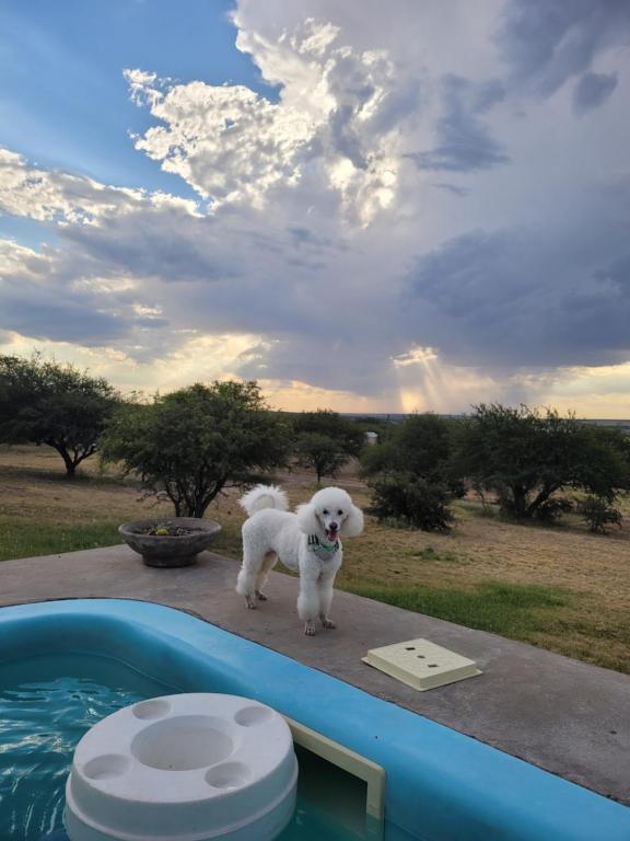 biały pies stojący obok basenu w obiekcie Cuesta pampa casa de campo w mieście Toay