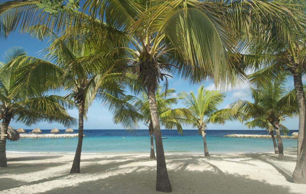 um grupo de palmeiras numa praia com o oceano em Blue Bay Lodges em Willemstad