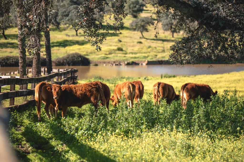 Alojamiento Rural Finca Barral - 11