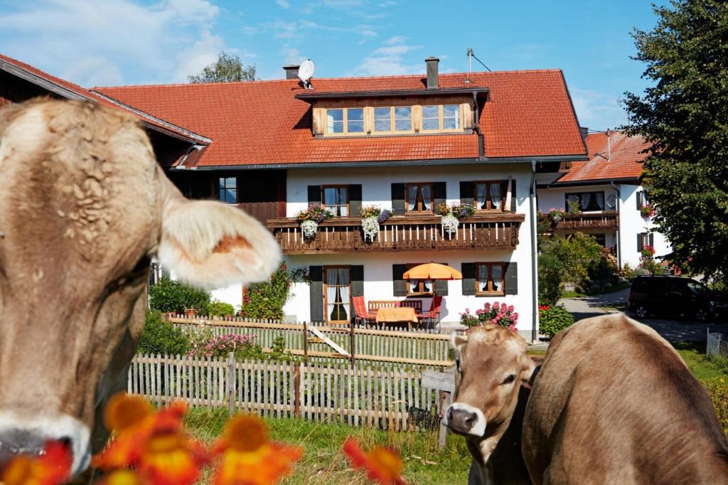 deux vaches debout devant une maison dans l'établissement Ferienhaus Kögel, à Nesselwang