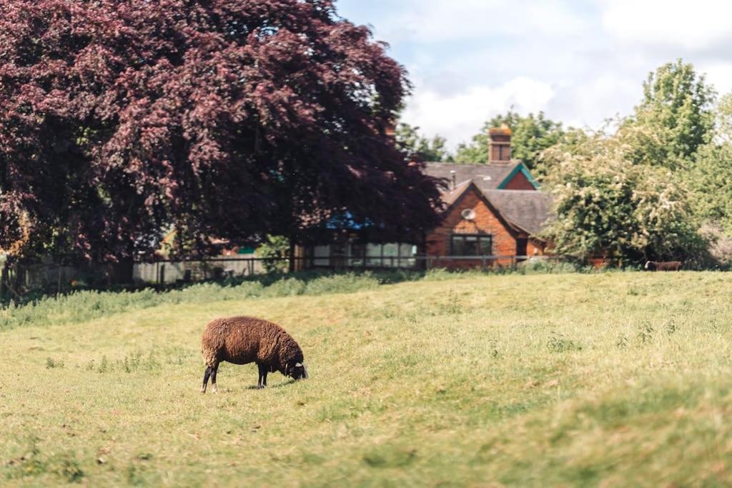a sheep grazing in a field with a house in the background at Detached homely bungalow with open fireplace in Priors Marston