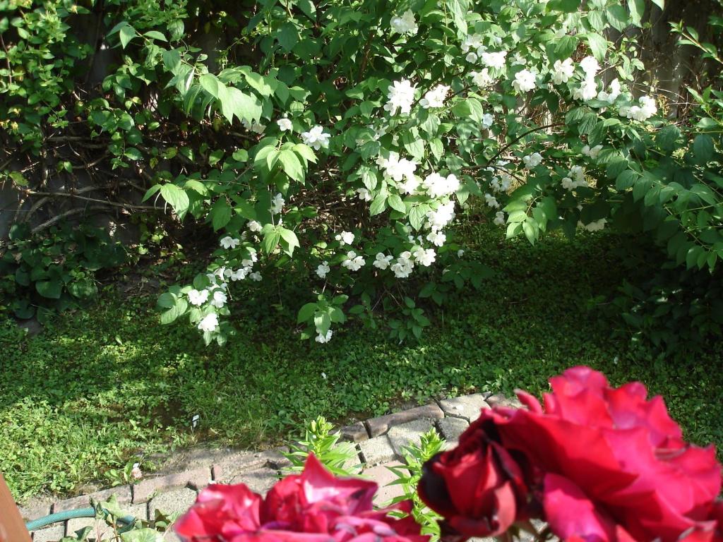 Ogród w obiekcie Liza Apartman