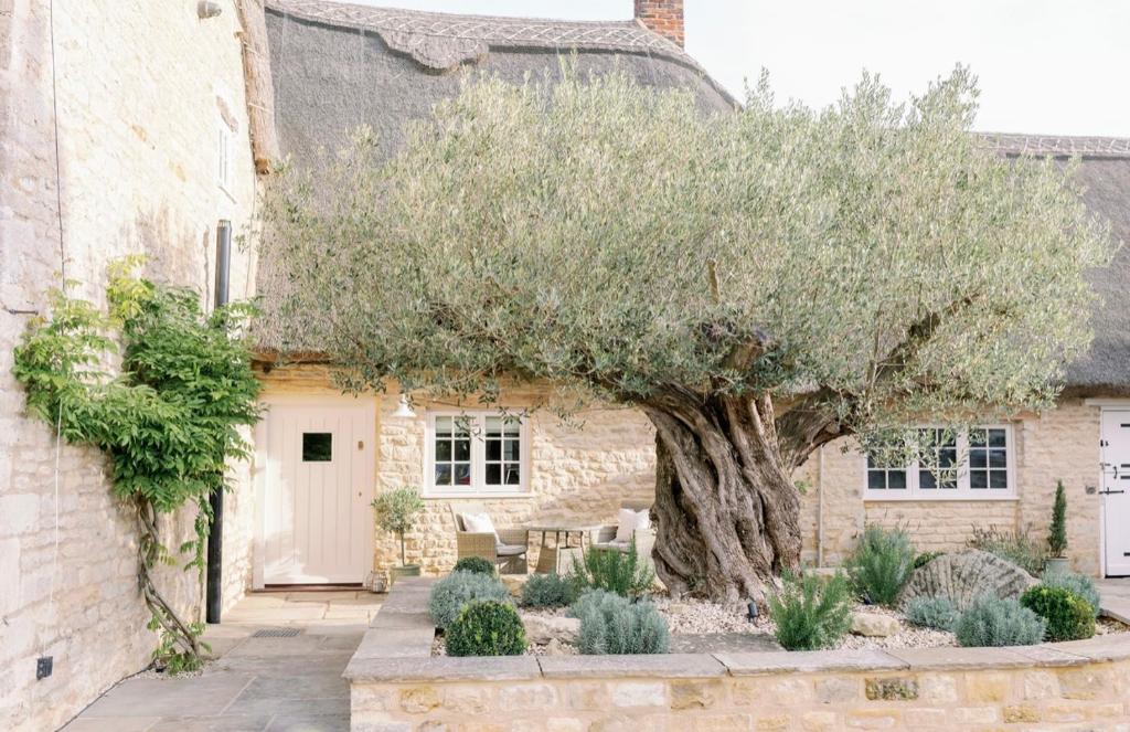 a large olive tree in front of a house at Greystone Guesthouse in Titchmarsh