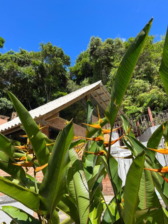 a building with a bunch of green leaves at Pousada Maikai Garden in Porto Belo