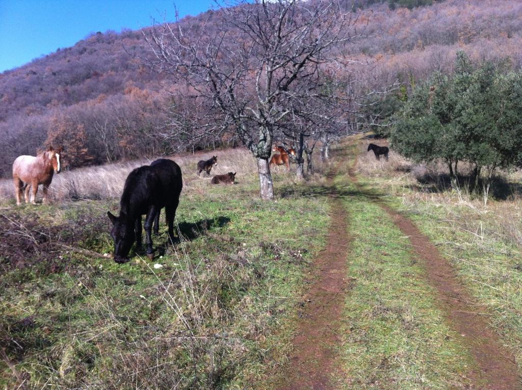 Zwierzęta w gospodarstwie agroturystycznym lub w pobliżu