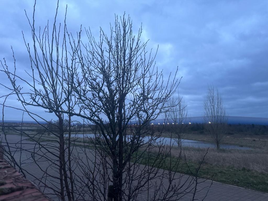 a tree with no leaves on it next to a river at ShowHomes in Broughton